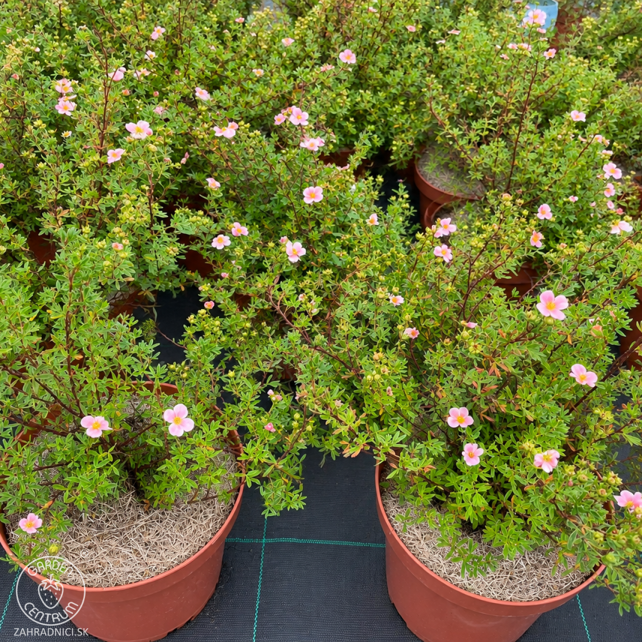 Obrázok Nátržník krovitý (Potentilla fruticosa) ‘PRETTY POLLY’ - výška 20-30 cm, Ø 30-40 cm, kont. C3L